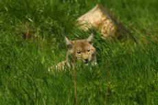 Europäischer-Luchs_8099.jpg